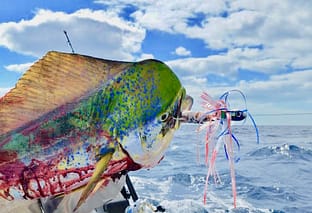 empty plastic fishing line spools Monofilament 50 lbs this line features a Brand_Duckett Fishing Color:CHART IWASHI (UV) Abu Garcia Veritas 2.0